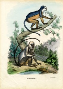 Langur, 1863-79 da Raimundo Petraroja